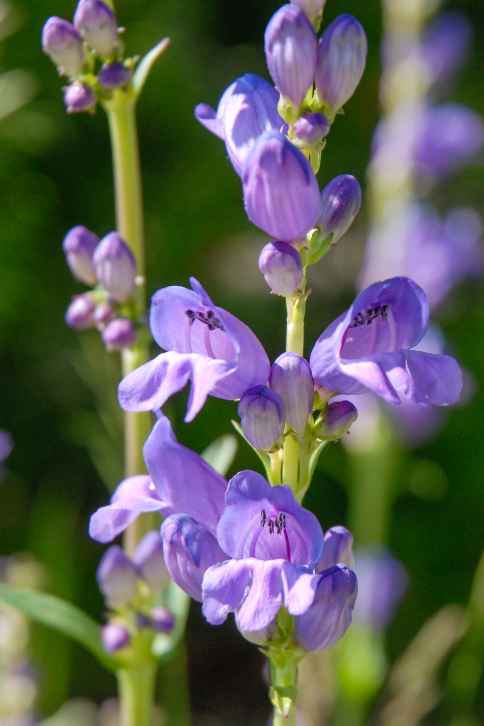 Rocky Mountain Penstemon